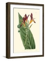 Antique Canna IV-Van Houtt-Framed Art Print