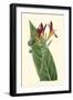 Antique Canna IV-Van Houtt-Framed Art Print