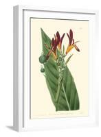 Antique Canna IV-Van Houtt-Framed Art Print