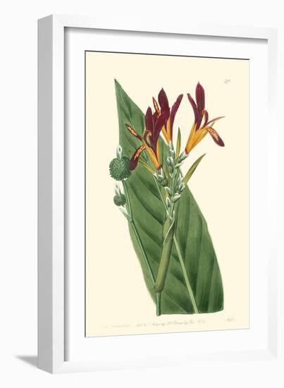 Antique Canna IV-Van Houtt-Framed Art Print