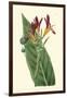 Antique Canna IV-Van Houtt-Framed Art Print