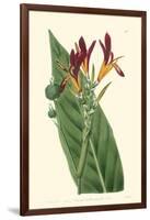 Antique Canna IV-Van Houtt-Framed Art Print