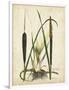 Antique Cattail I-Samuel Curtis-Framed Art Print