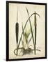 Antique Cattail I-Samuel Curtis-Framed Art Print