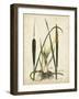 Antique Cattail I-Samuel Curtis-Framed Art Print