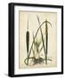 Antique Cattail I-Samuel Curtis-Framed Art Print