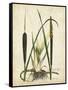 Antique Cattail I-Samuel Curtis-Framed Stretched Canvas