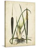 Antique Cattail I-Samuel Curtis-Stretched Canvas