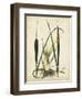 Antique Cattail I-Samuel Curtis-Framed Art Print