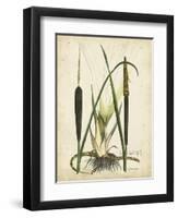 Antique Cattail I-Samuel Curtis-Framed Art Print