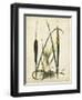 Antique Cattail I-Samuel Curtis-Framed Art Print