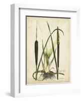 Antique Cattail I-Samuel Curtis-Framed Art Print