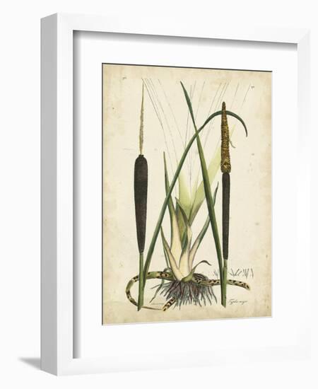 Antique Cattail I-Samuel Curtis-Framed Art Print