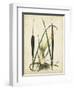 Antique Cattail I-Samuel Curtis-Framed Art Print