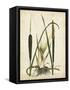 Antique Cattail I-Samuel Curtis-Framed Stretched Canvas