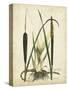 Antique Cattail I-Samuel Curtis-Stretched Canvas