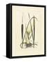 Antique Cattail I-Samuel Curtis-Framed Stretched Canvas