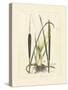 Antique Cattail I-Samuel Curtis-Stretched Canvas