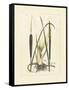 Antique Cattail I-Samuel Curtis-Framed Stretched Canvas