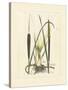 Antique Cattail I-Samuel Curtis-Stretched Canvas