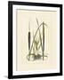 Antique Cattail I-Samuel Curtis-Framed Art Print