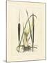 Antique Cattail I-Samuel Curtis-Mounted Art Print