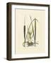 Antique Cattail I-Samuel Curtis-Framed Art Print