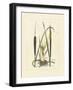 Antique Cattail I-Samuel Curtis-Framed Art Print