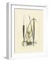 Antique Cattail I-Samuel Curtis-Framed Art Print