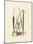 Antique Cattail I-Samuel Curtis-Mounted Art Print