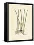 Antique Cattail II-Samuel Curtis-Framed Stretched Canvas