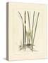 Antique Cattail II-Samuel Curtis-Stretched Canvas