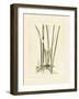 Antique Cattail II-Samuel Curtis-Framed Art Print