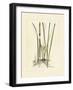 Antique Cattail II-Samuel Curtis-Framed Art Print