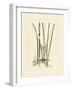 Antique Cattail II-Samuel Curtis-Framed Art Print