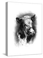 Antique Cattle I-null-Stretched Canvas