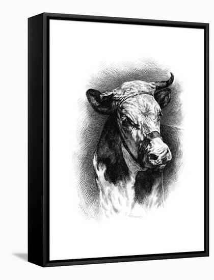 Antique Cattle I-null-Framed Stretched Canvas