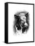 Antique Cattle I-null-Framed Stretched Canvas