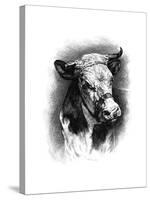 Antique Cattle I-null-Stretched Canvas