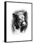 Antique Cattle I-null-Framed Stretched Canvas