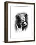 Antique Cattle I-null-Framed Art Print