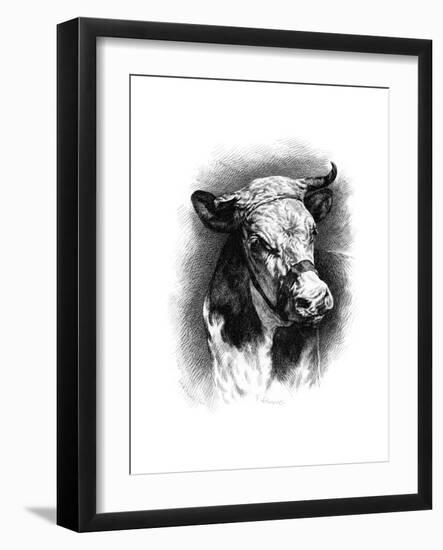 Antique Cattle I-null-Framed Art Print