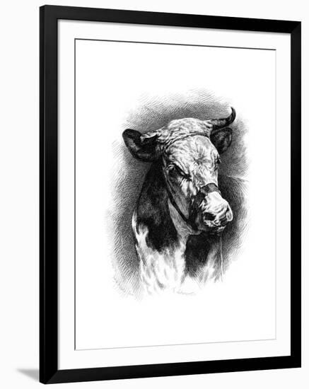 Antique Cattle I-null-Framed Art Print