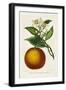 Antique Citrus Fruit I-Pancrace Bessa-Framed Art Print