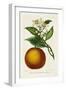 Antique Citrus Fruit I-Pancrace Bessa-Framed Art Print