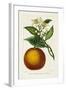 Antique Citrus Fruit I-Pancrace Bessa-Framed Art Print