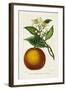 Antique Citrus Fruit I-Pancrace Bessa-Framed Art Print