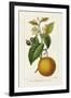 Antique Citrus Fruit II-Pancrace Bessa-Framed Art Print