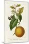 Antique Citrus Fruit II-Pancrace Bessa-Mounted Art Print