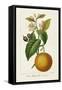 Antique Citrus Fruit II-Pancrace Bessa-Framed Stretched Canvas